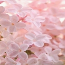 الصورة الرمزية ل Ola