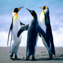 الصورة الرمزية ل zeyad hany