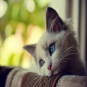 الصورة الرمزية ل Suzy Amer