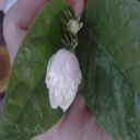 صورة رمزية