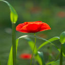 صورة رمزية