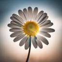 صورة رمزية