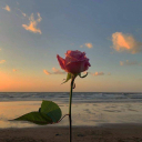 الصورة الرمزية ل Hend Elgayar