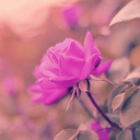 سلام.س